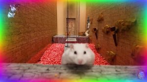 Экстремальный лабиринт для хомяков – только один путь ведет к свободе! часть 2