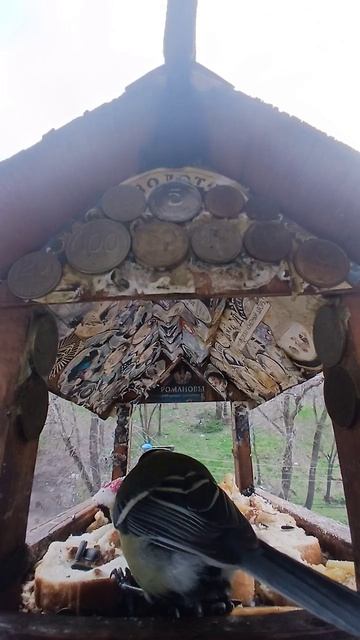 1000015973.mp4Жизнь кормушки.21.04.2026г.