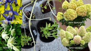 Распаковка гортензий и клематисов (княжиков)