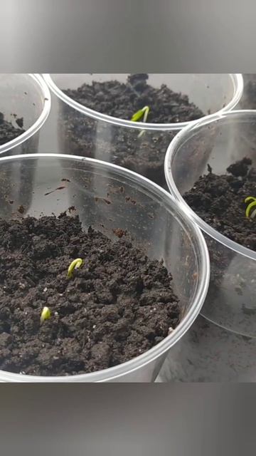 Выращивание на грядки болгарского перца из супермаркета