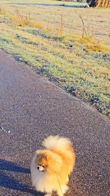 Холки, Белгородская область
