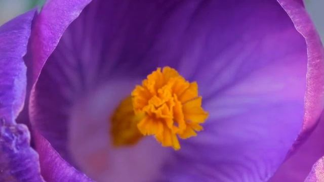 КОМЕДИЯ РОК  Словно Цветы, Цветы!))