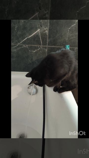 Кошечки и собачка.