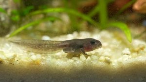 Выращивание лягушек, чтобы они играли в видеоигры!