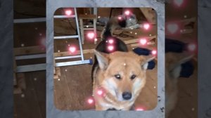 1000056735.mp4 (Собака наблюдает за устройством лестницы на 2-ой этаж в доме А-фрейм)