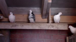 Республика Татарстан-п.г.т.ВАСИЛЬЕВО..ПЕРМСКИЕ ГОЛУБИ...2024..г...2025.г..