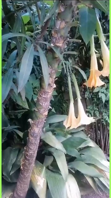 Весна летит к нам птицами,                         Расцветает листьями