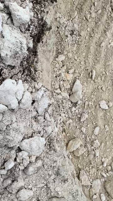 Campanile Giganteum 2026 04 19 5 правильные действия