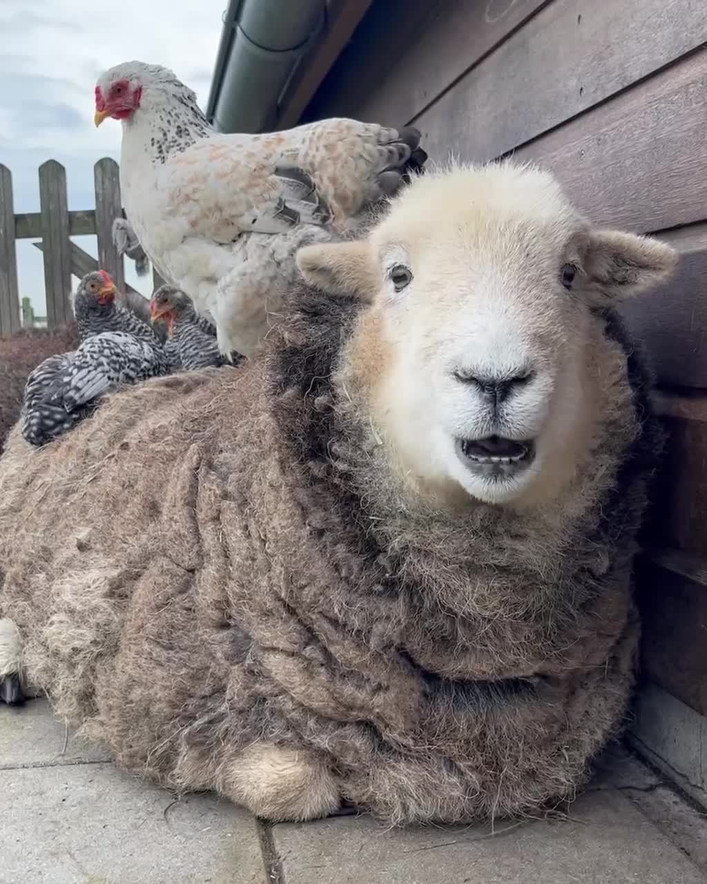 #Милые #видео #животные