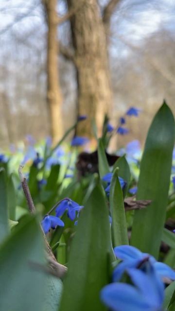 ПРОЛЕСКА ИЛИ СЦИЛЛА СИБИРСКАЯ (2)