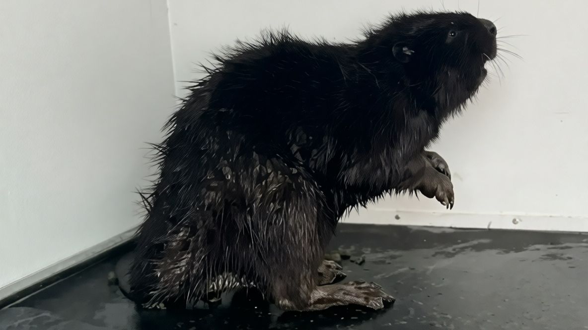 Потерявшийся бобр нашёл помощь у сотрудников ЕвроХим-ВолгаКалия