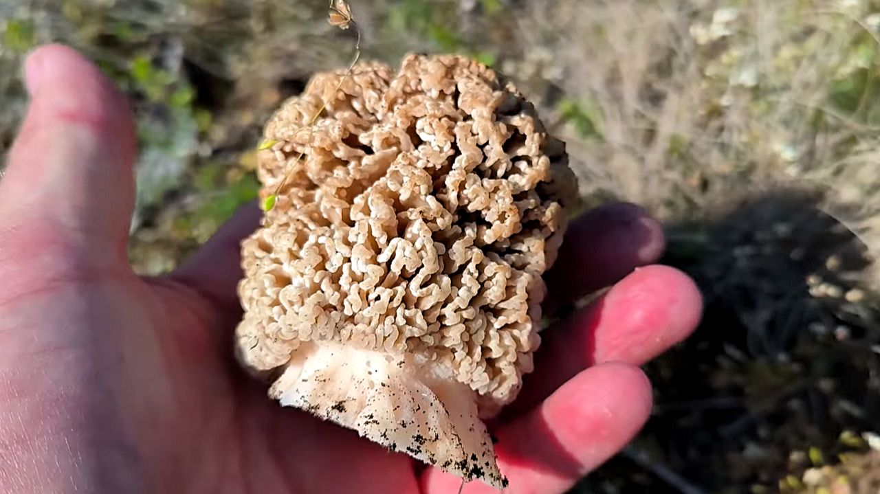 Никогда не видел столько грибов! Грибная охота 2026. Сморчки весной – самые вкусные грибы!