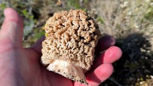 Никогда не видел столько грибов! Грибная охота 2026. Сморчки весной – самые вкусные грибы!