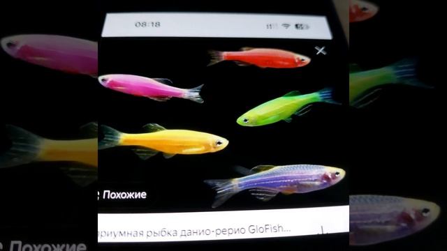 Как ухаживать за аквариумными рыбками