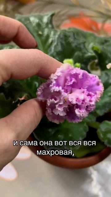 Мамина фиалка😍