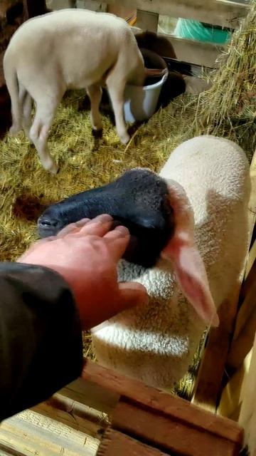 ПРАВДА О ВЫКОРМЫШАХ В ДЕРЕВНЕ! 😭 ЭТО НЕ ПРОСТО ЖИВОТНЫЕ! 🍼 ИСТОРИЯ ЛЮБВИ! 💕