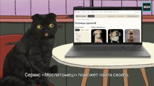 Приюты для животных в Москве | Кот Бублик