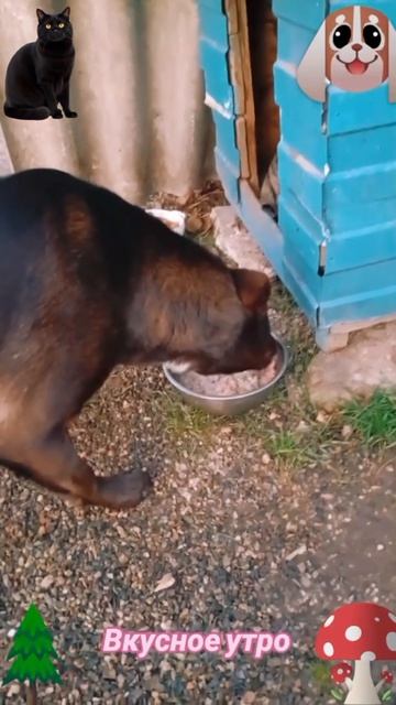 Вкусное утро🐶🐱😋