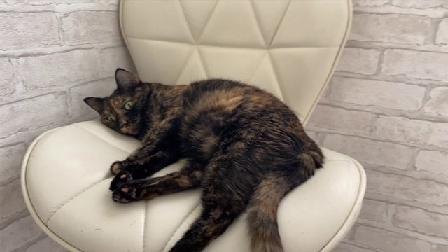 Милый котик