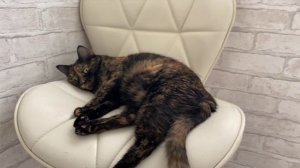Милый котик