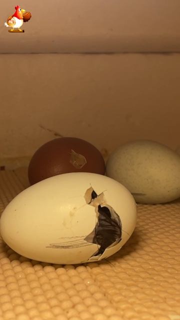 Рождение цыпленка за 1 минуту в инкубаторе вар.16