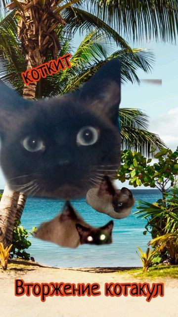 вторжение кот акул😅