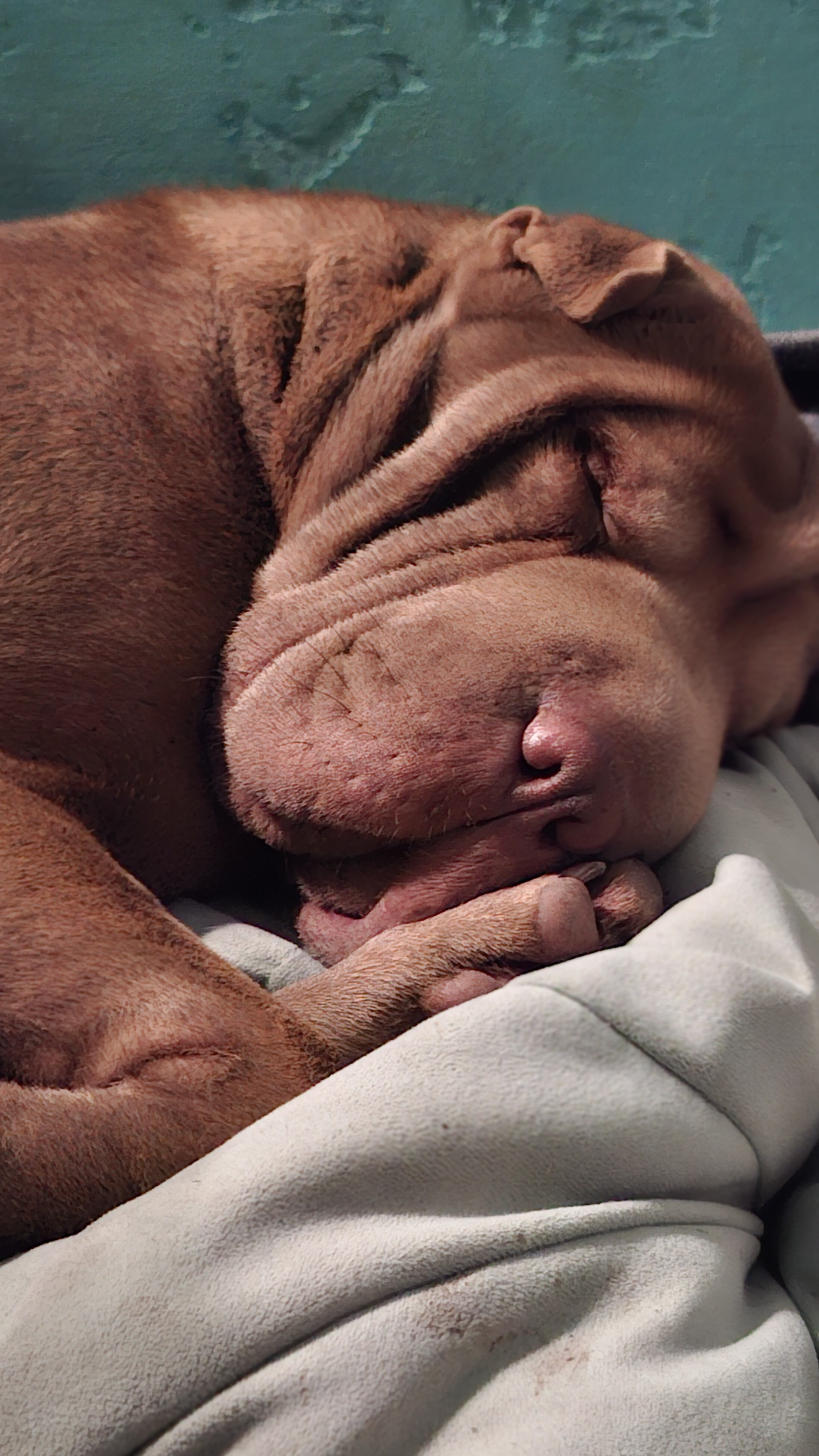 Дачница Бася утомилась. Спит💤 #шарпей