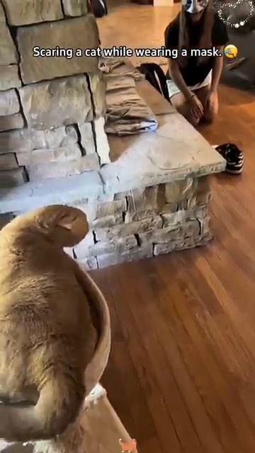 Кошки против подделок