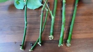 100% укоренение роз, даже новичок справится