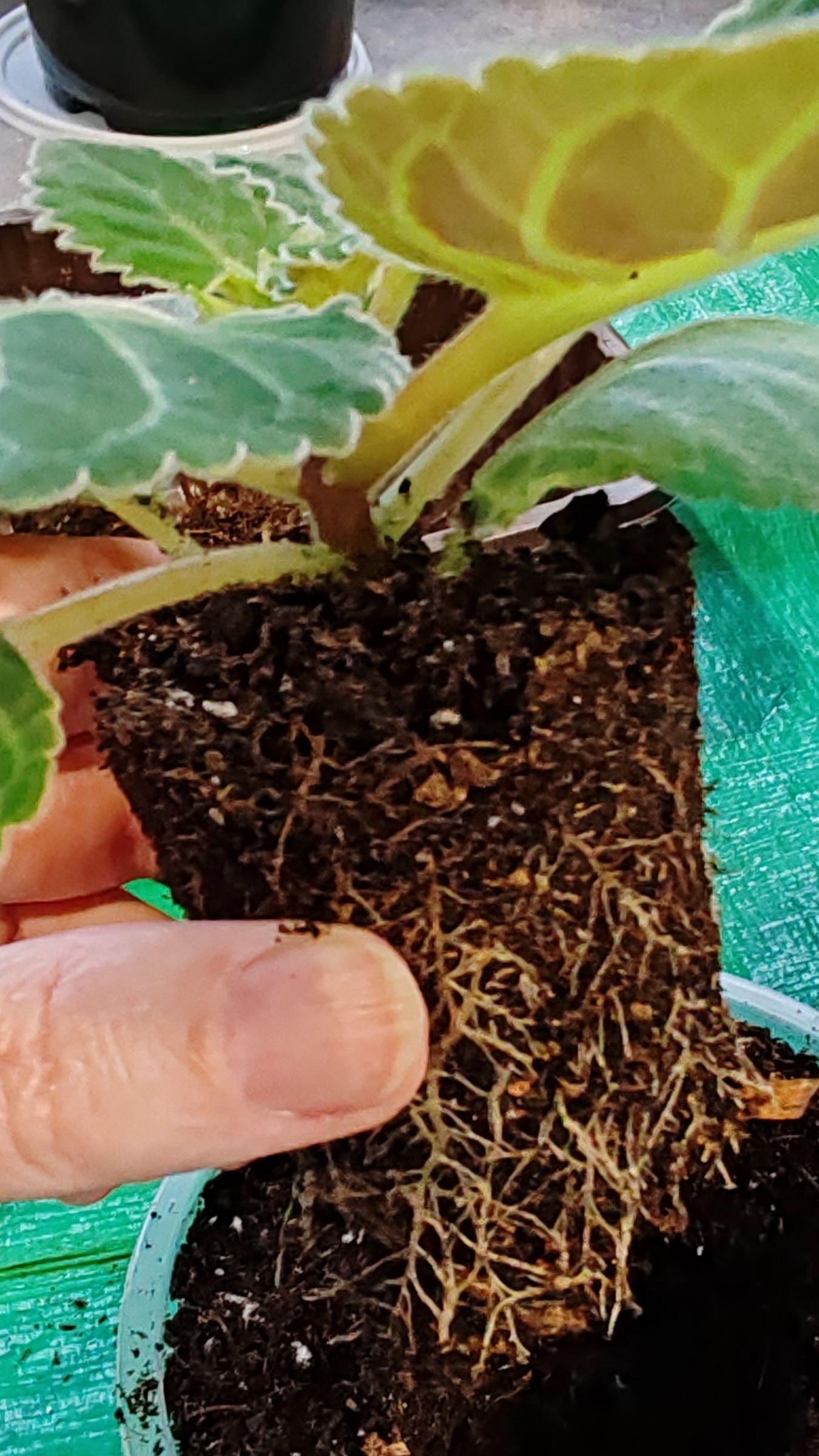 Пересадка глоксинии