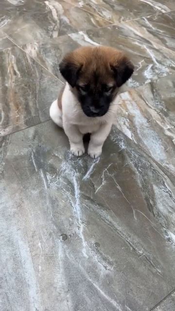 Видео от МЯУтаверс – как метавселенная, но с котами