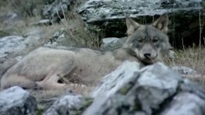 Вот как Серые Волки охотятся в горах! Секретные тактики против оленей, баранов и кабанов!