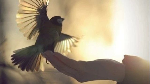 Жизнь-Птица. сл В.Кузнецов_Авторская песня