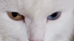 Софи буто НЛО ( основано на реальных событиях )