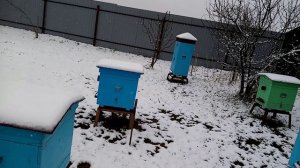 Пчеловодство.Развитие пчёл в зимнем  апреле .Очередная  ( профилактика ) блокада патогенов.