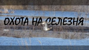 Весенняя охота на селезня в половодье