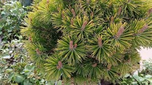 Питомник растений в Челябинске.mp4