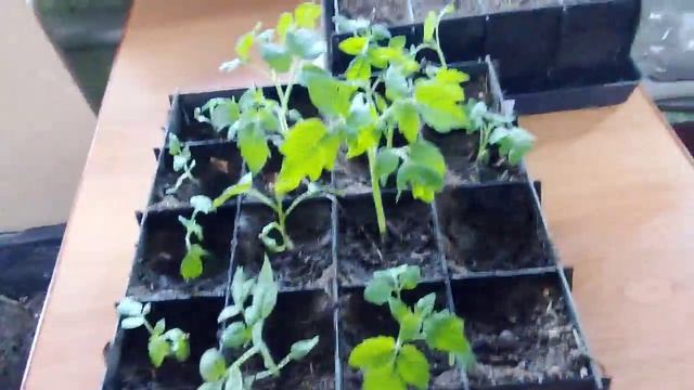 Томаты от семечки до урожая. Часть 2