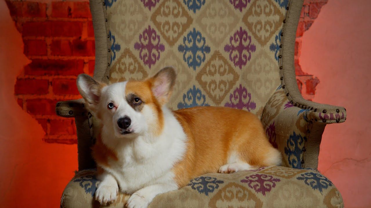 Королевскому Корги - Королевский уход❤️