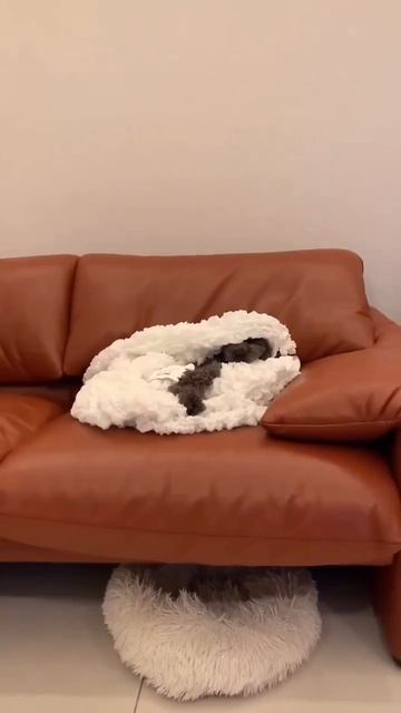 Мальтипу самые спокойные собаки в мире