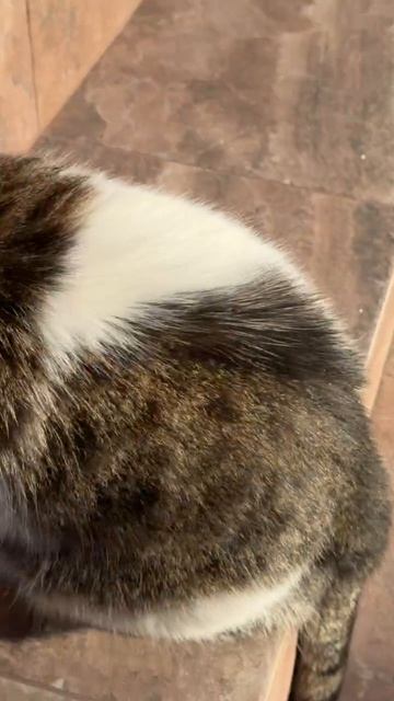 ПРОСИТ ЕСТЬ !🤣