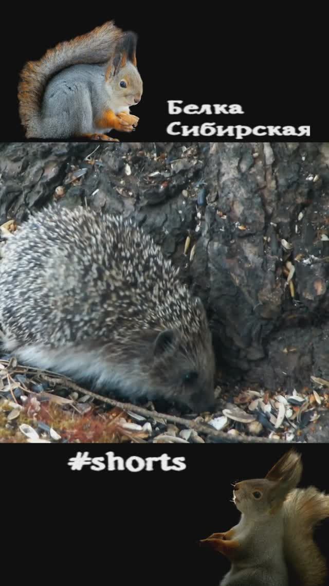 Ежик бродит под кормушкой