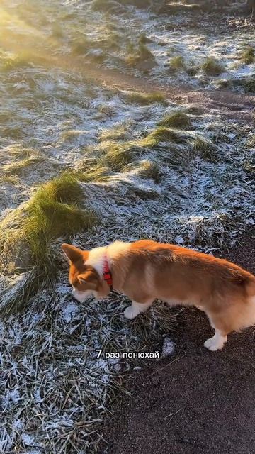 А какие любимые пословицы ваших песелей? #корги #corgi #pets #коргисобака #shorts