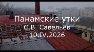 С.В. Савельев - Панамские утки (10 апреля 2026)