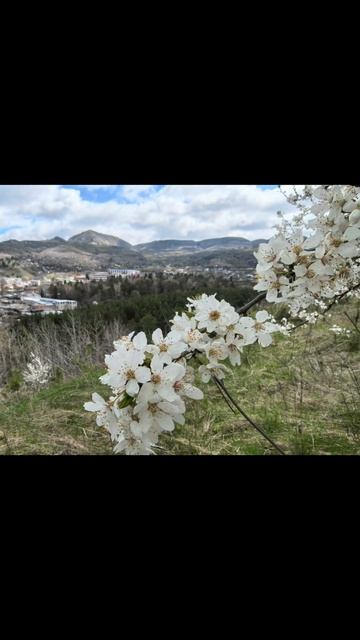 Petal_20260421_182955.mp4