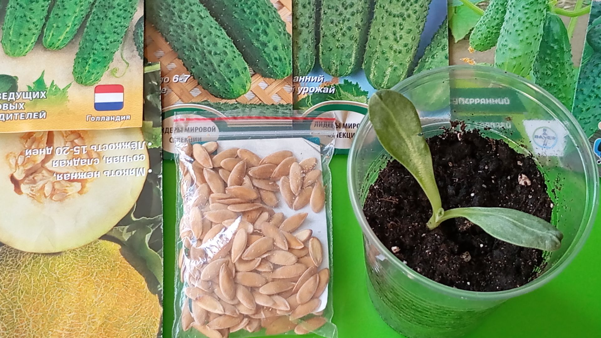 Начинаю сеять огурцы и дыни. Мой выбор в сезоне 2026 г.