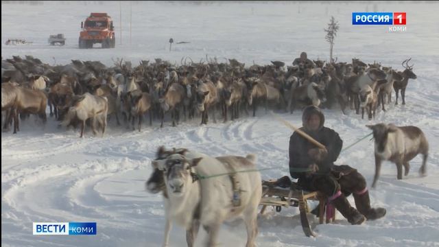 Пастбища Республики позволяют нарастить поголовье оленей