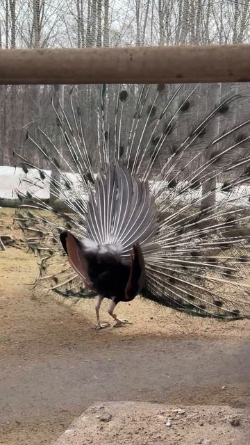 Павлиний танец живота: как павлины завоёвывают сердца🦚