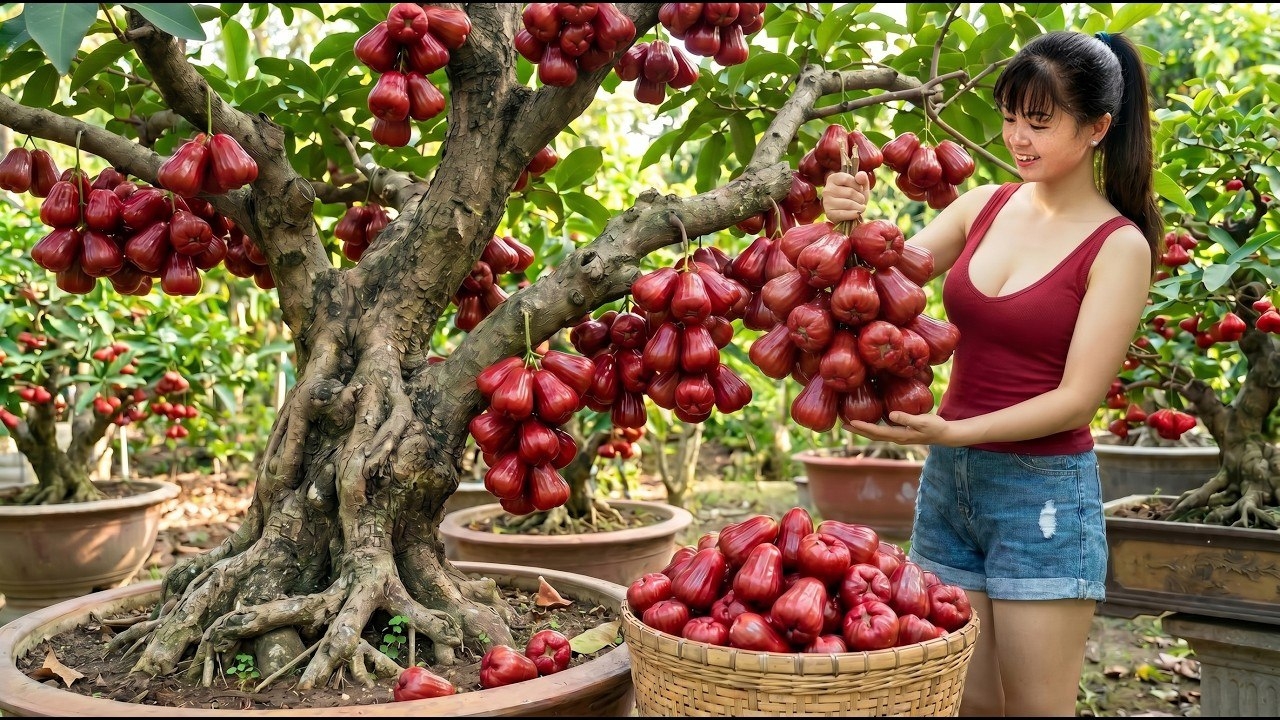 Собираю сливу Рой, капусту и дыни. Торгую на рынке овощами и фруктами. Фуонг. Вьетнам