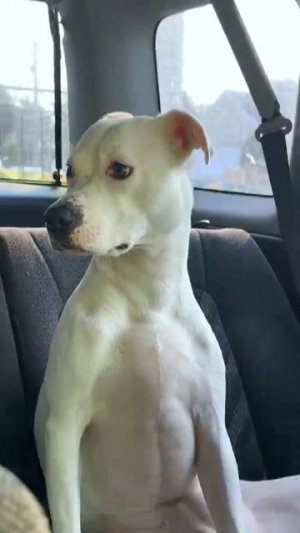 beautiful pets